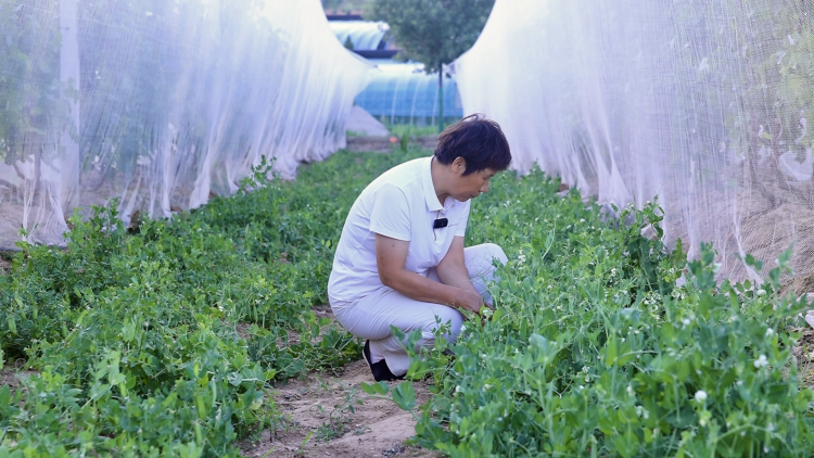 府谷镇黑山村：林下“生态鸡” 啄开幸福门_fororder_图片12