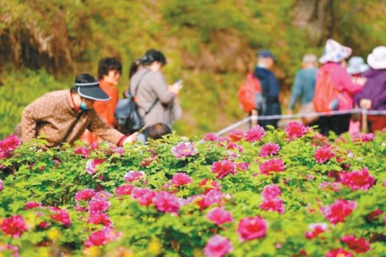 国色天香 春满秦岭 阿姑泉牡丹苑牡丹盛开等你赴约_fororder_微信图片_20260408085837_18478_261