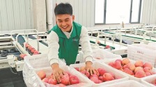 “金果”飘香 扬帆出海