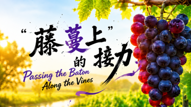 【鲜味中国·秋收】“藤蔓上”的接力_fororder_微信图片_20260922103155_1013_109