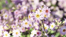 秦岭里的植物“活化石”