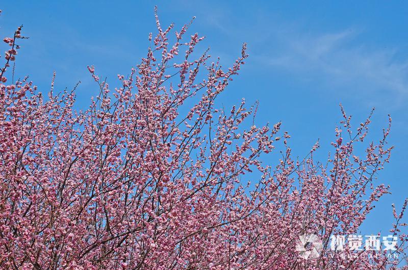 春日梅园花潮涌
