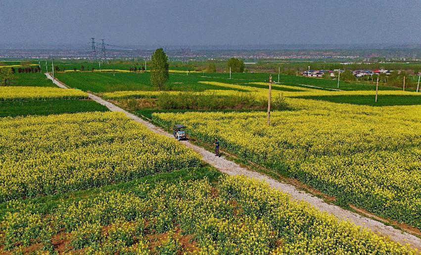 “金色花海”美如画