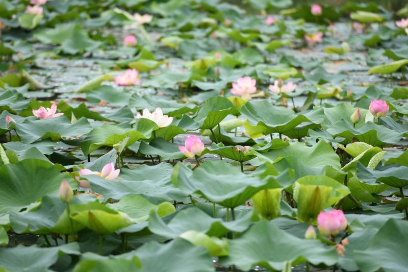 碧叶连天粉荷俏 桃花潭畔夏意浓