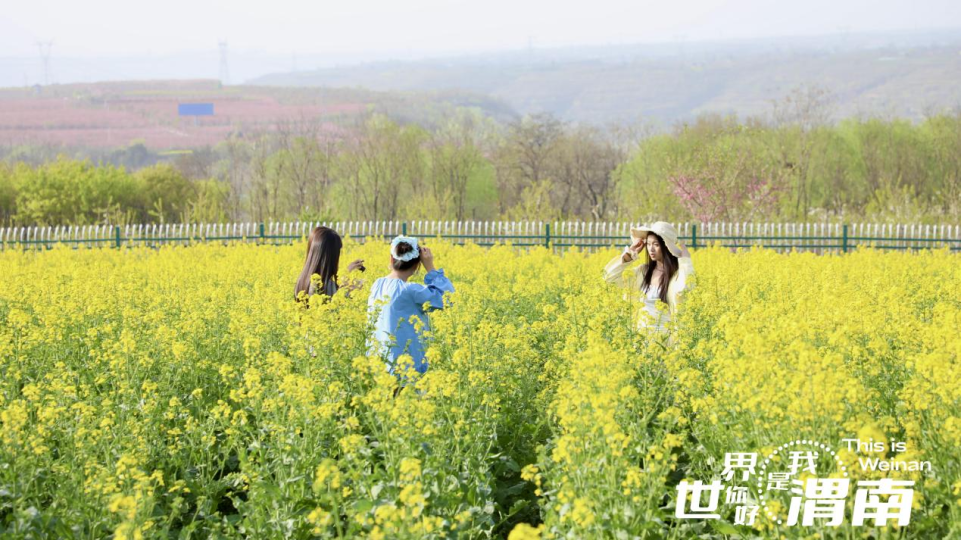 【至“陕”至美】渭南临渭：油菜花海引客来_fororder_图片3