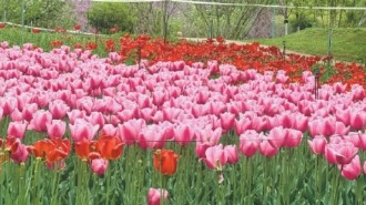植物园里满园芳菲　30余种郁金香盛放