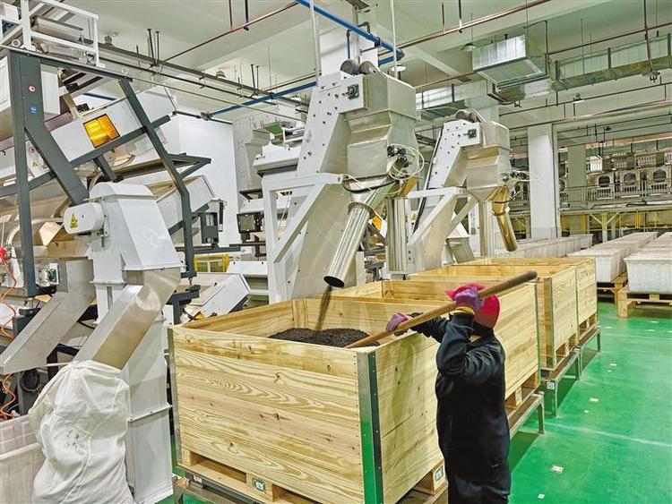 咸阳：科技赋能 茯茶产业凸显新优势