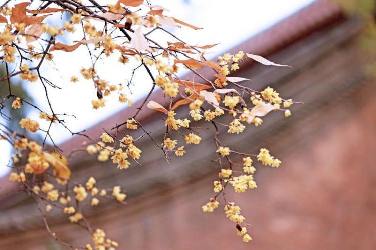 蜡梅绽放冬日里