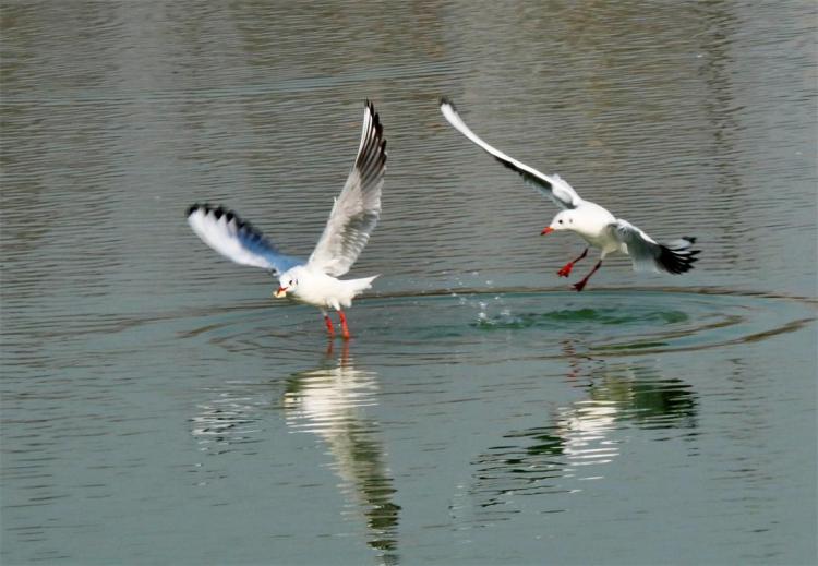 世博园来了红嘴鸥