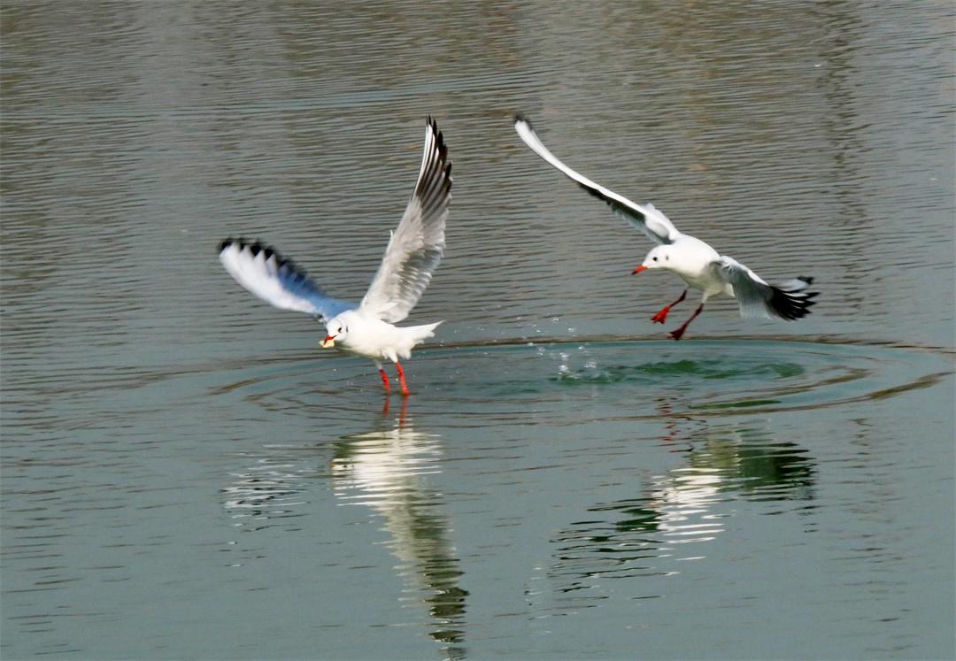 世博园来了红嘴鸥