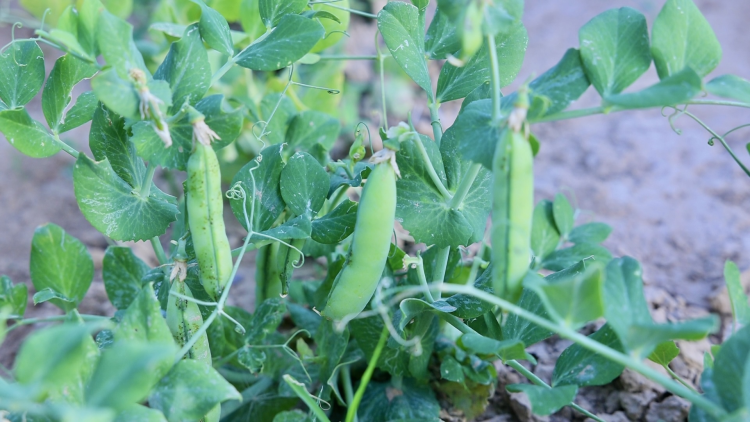 府谷镇黑山村：林下“生态鸡” 啄开幸福门_fororder_图片14