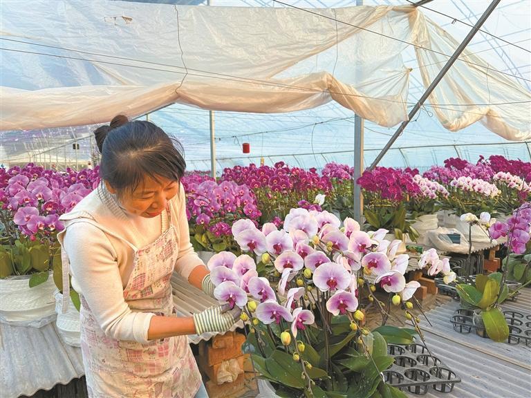 娇艳蝴蝶兰 “翩翩”出杨凌_fororder_微信图片_20260109091500_968_356