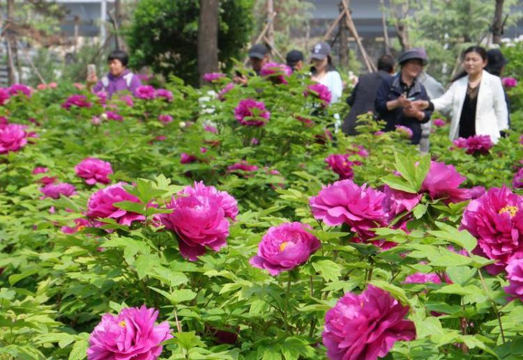 国色天香醉春风 游人如织赏芳华_fororder_微信图片_20260403085034_1604_356