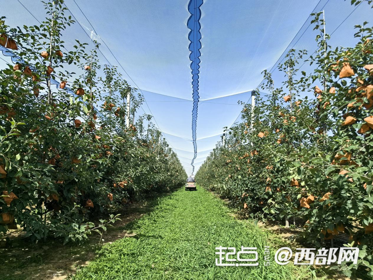 好吃到“上天”的延安苹果 背后有“细活儿”