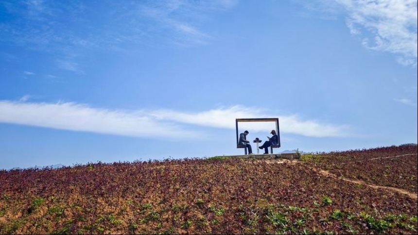 秦岭脚下荞麦香 峪口村畔好风光