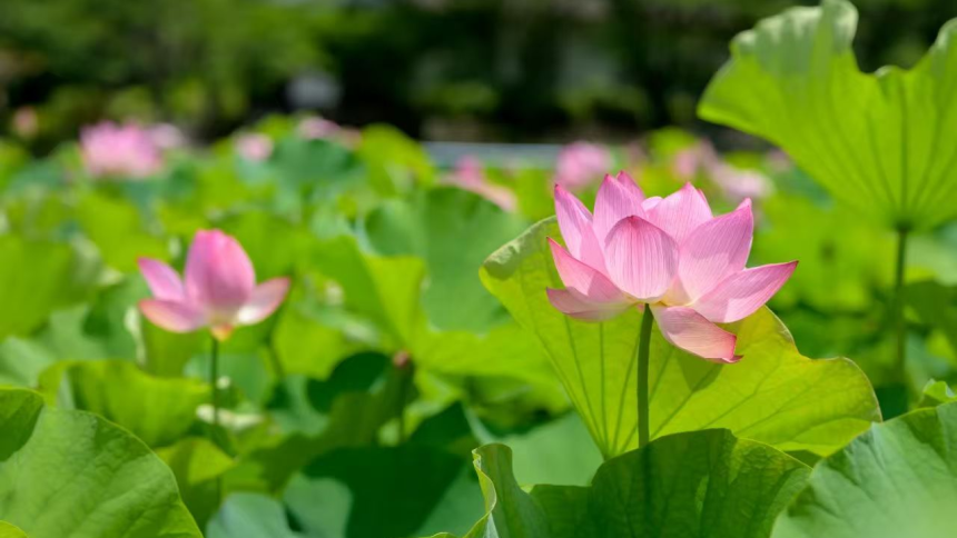 【至“陕”至美】荷塘光影绘就诗意夏日