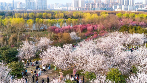 长安春日繁花开