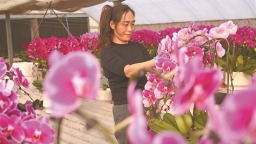 蝴蝶兰绽放“美丽经济”