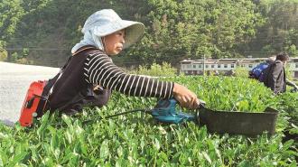 安康平利兴起碾茶抹茶产业