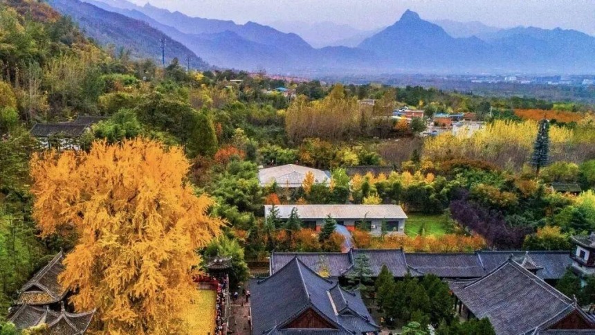 西安古观音禅寺千年银杏火出圈 网上预约错峰游览已开启