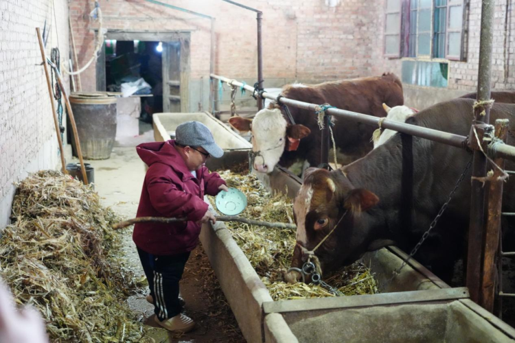 新春走基层｜铜川耀州区独石村：一头 “扶贫牛”牵出脱贫户 “牛气” 致富路_fororder_微信图片_20260204093731_1137_356