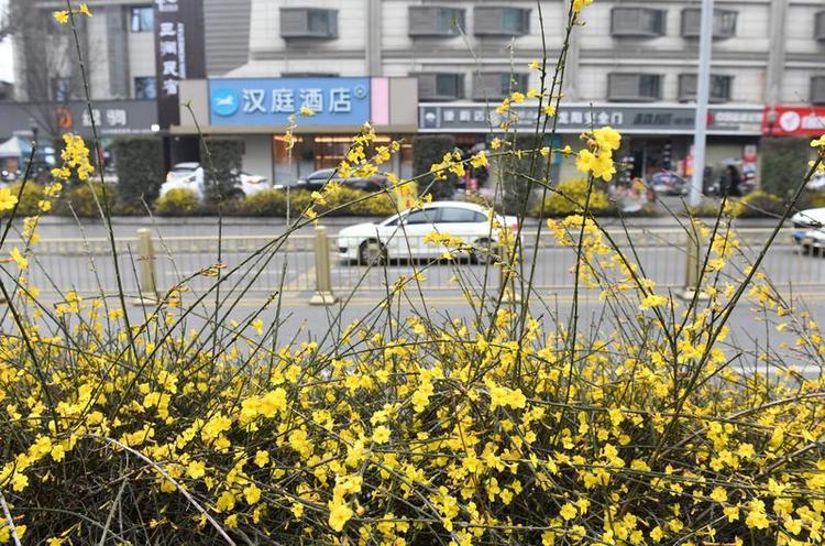 迎春花开 春意萌动