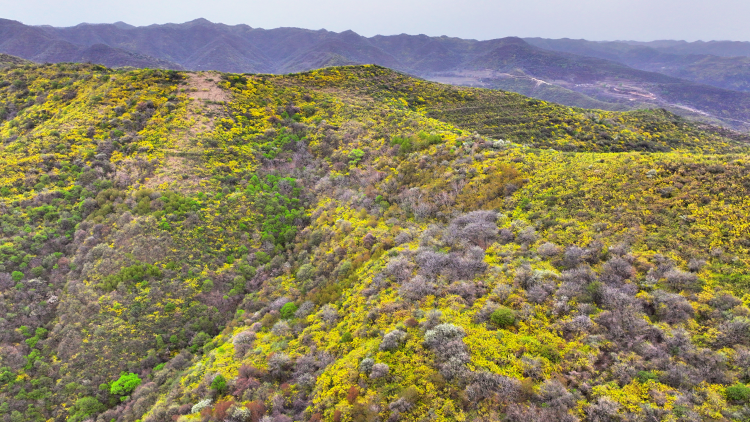 陕西黄龙：连翘管护掀热潮 漫山遍野“黄金条”_fororder_图片7