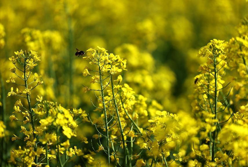 “金色花海”美如画
