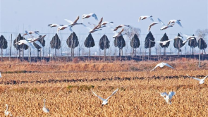 冬日里的“天鹅舞曲”