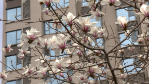 蓝田玉兰次第开 古馆新园春意浓