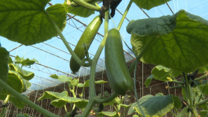 【“县”声夺人】渭南大荔：大棚乳瓜抢“鲜”上市 设施农业托起群众“致富梦”