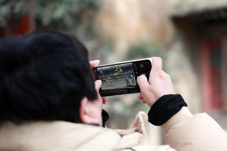 蜡梅绽放冬日里_fororder_3