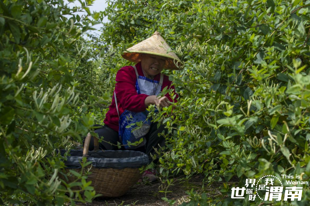 陕西渭南:金银花开“致富”路 产业链上日子红