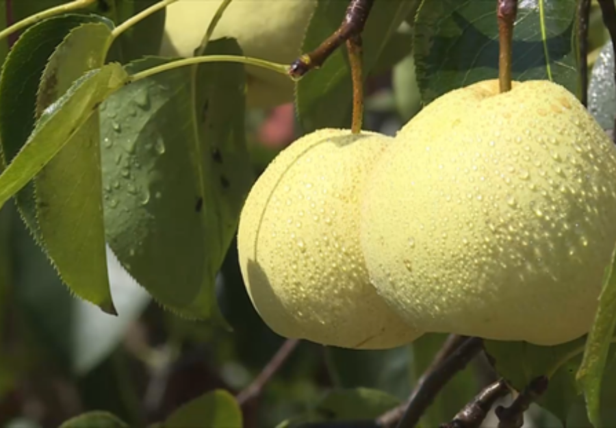 渭南蒲城酥梨“出海”朋友圈再扩容 首月出口迎“开门红”