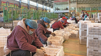 小县“金果”拥抱世界