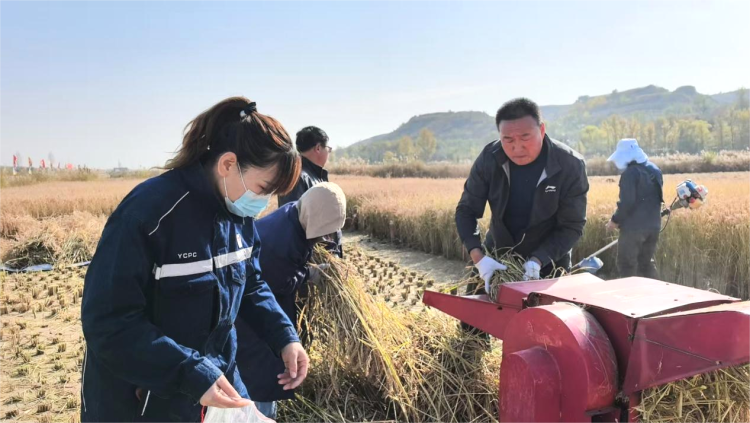 【“县”声夺人】榆林横山区：农技试验田迎丰收 赋能农业发展_fororder_图片2