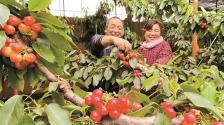 陕西樱桃出口年度首发 澄城樱桃远销中东