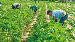 定边：沙地“菜园子”鼓起群众“钱袋子”