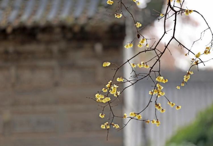 蜡梅绽放冬日里_fororder_6
