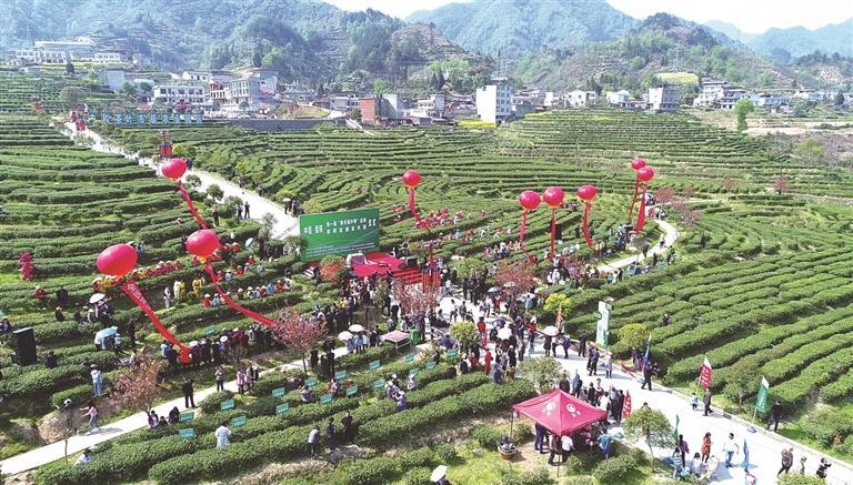 2026紫阳富硒茶开园暨“开麦吧!茶乡”茶文旅融合系列活动4月4日启幕