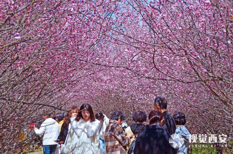 春日梅园花潮涌