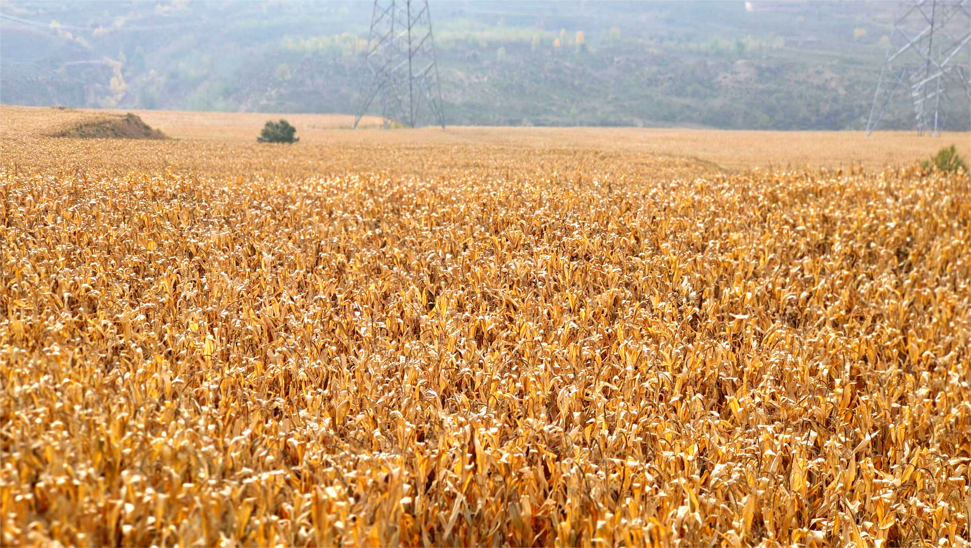 【“县”声夺人】榆林横山：丰收好图景_fororder_图片3