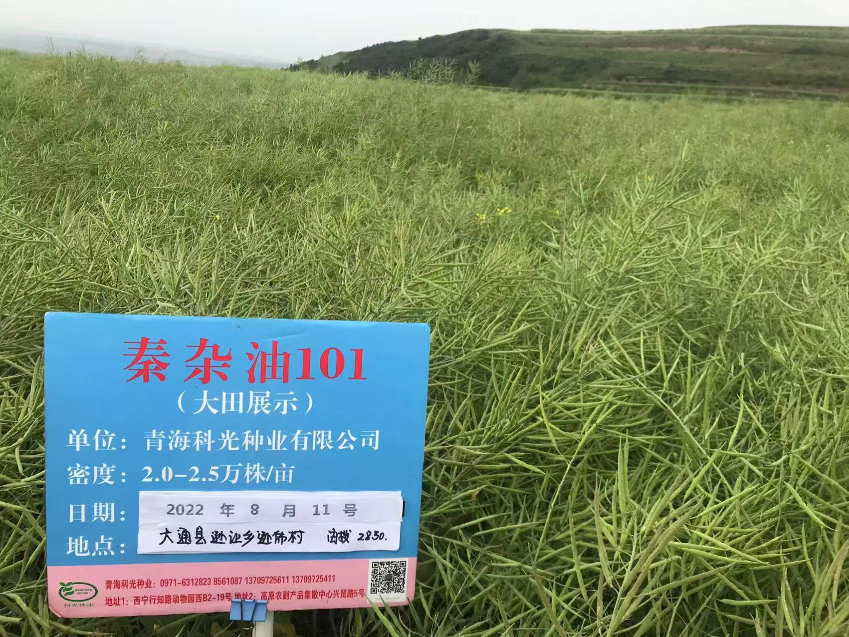 走出杨凌看示范∣青海万亩良田绽放金色希望 科企合作激活油菜产业新动能_fororder_图片1