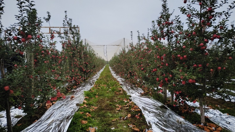 向“新”而行丨陕西白水：“苹果+渔业”的振兴新路径_fororder_WechatIMG3034