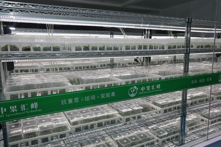 走出杨凌看示范∣静宁苹果“芯”潮涌动_fororder_图片1
