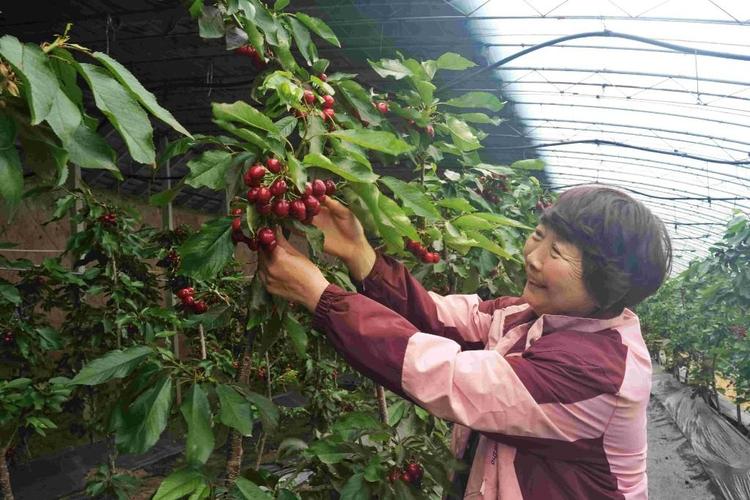 澄城樱桃何以实现180天连续供应 ——渭北高原“红宝石”长成记_fororder_1