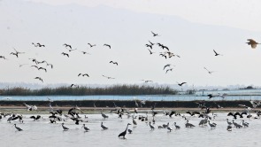 陕西大荔：黄河湿地迎“客”来