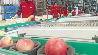 “智慧种植”让陕西苹果始终“技高一筹”