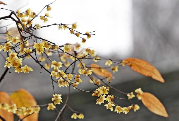 蜡梅绽放冬日里