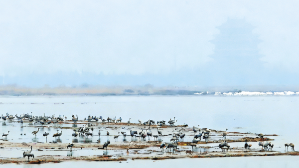 黄河湿地群鸟飞